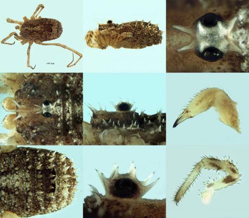 Lacinius horridus